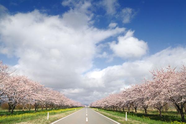 桜･菜の花ロード