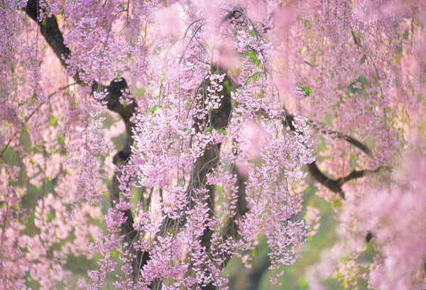 弘前城の枝垂れ桜