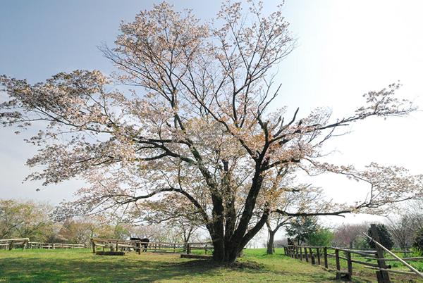 秋元牧場の山桜