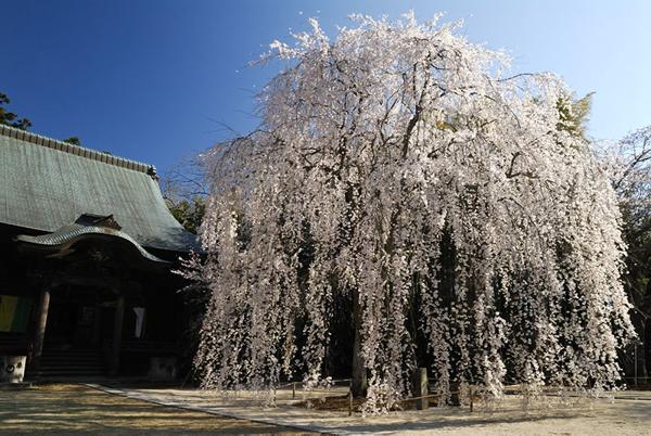 栄福寺のヒメ桜