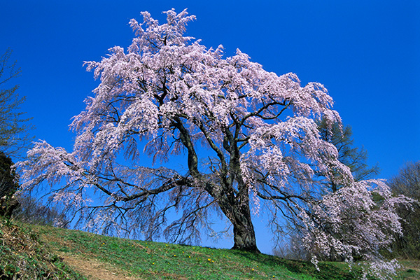 五斗蒔田の枝垂れ桜