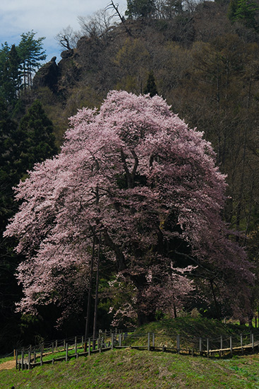 駒桜