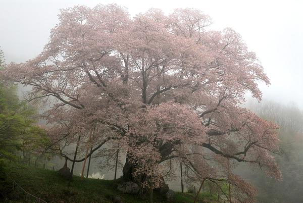 霧桜 -越代の桜-