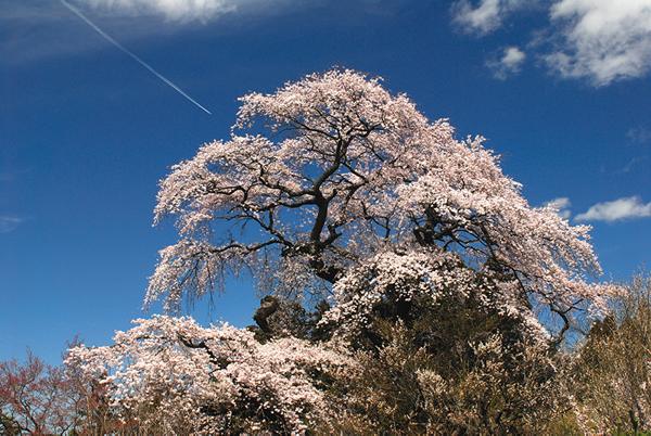 栗木内の枝垂れ桜