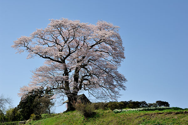 七草木天神桜