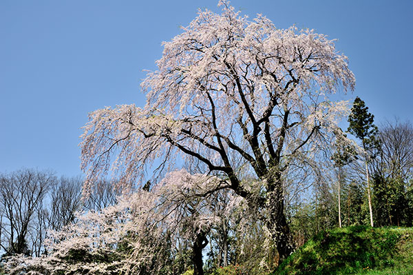 お城坂の枝垂桜