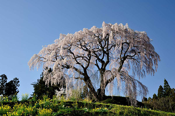 芹ヶ沢の枝垂れ桜