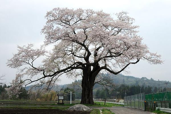 北館桜