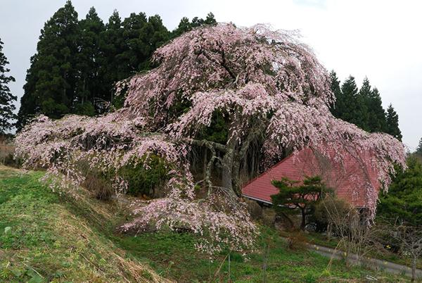 和山の桜