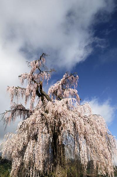 北条の枝垂桜