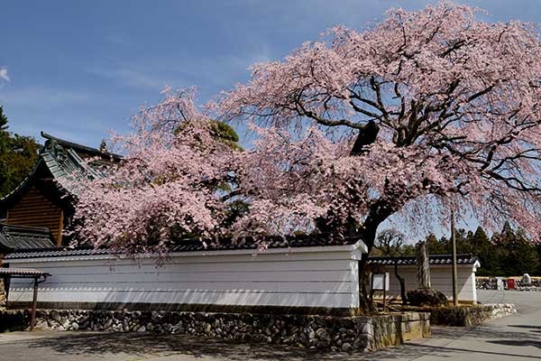 西岸寺の桜