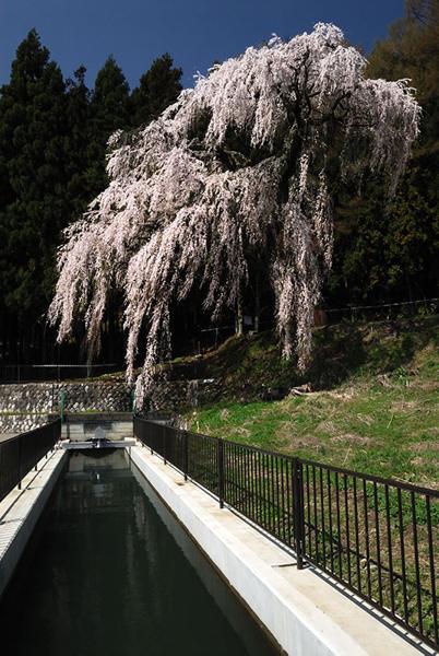 釈迦堂の枝垂桜