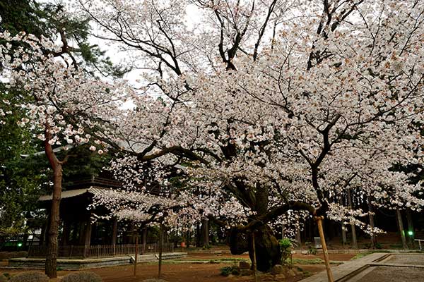廣園寺の山桜