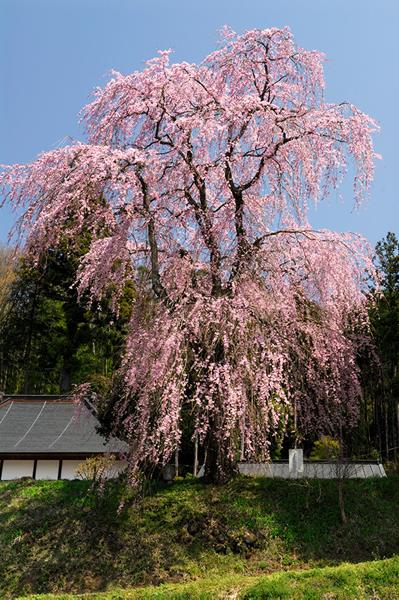 円満寺のシダレザクラ