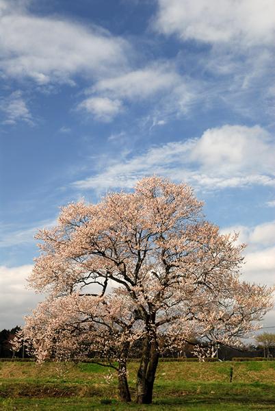 那須聖苑の桜
