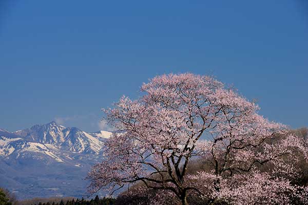 那須聖苑の桜と那須岳