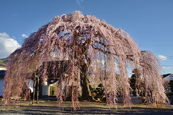 周林寺の雪洞(ぼんぼり)桜