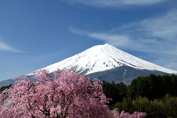 富士五湖聖苑のシダレザクラ