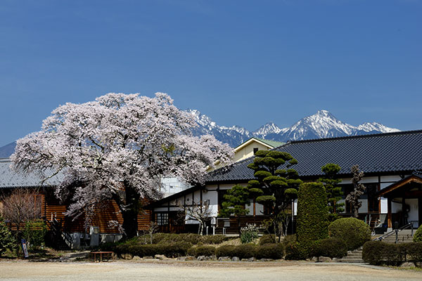 三大校舎の桜