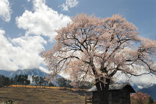 武川の桜